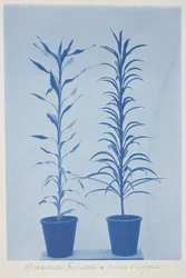 Draconas Sunderii et Rubia Elogans, Late 19th–Early 20th Century