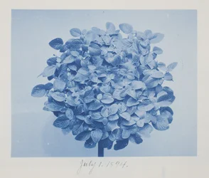 Untitled, July 1
