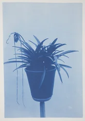 Untitled, late 19th–early 20th century