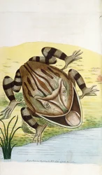 Horned Frog