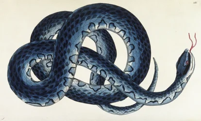 Southern Water Snake