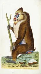 Variegated Baboon or Mandrill Mandrillus Sphinx