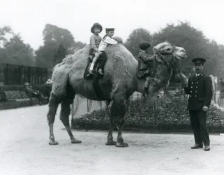 A Bactrian Camel ride with keeper Harry Warwick at London Zoo, June 1924