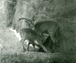 A Barbary Sheep Feeding Her Lamb on the Mappin Terraces, London Zoo (August 1927)