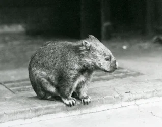 A Bare-nosed/Common/Coarse Haired Wombat sitting on the ground at London Zoo in 1929