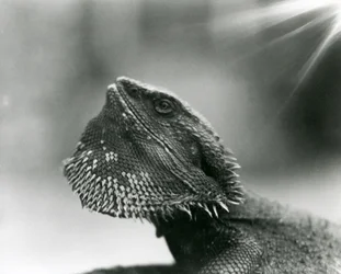 A Bearded Lizard looking up at London Zoo in 1930