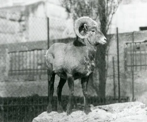 A Bighorn Sheep Ram Standing on a Rock Looking Out Over His Enclosure at the Foot of the Mappin Terraces, London Zoo, 1931