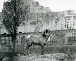 A Bighorn Sheep ram standing on a rock looking out over his enclosure at the foot of the Mappin Terraces, London Zoo. 1931