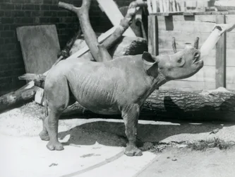 A Black Rhinoceros calf being bottle fed by its keeper, London Zoo, September 1928