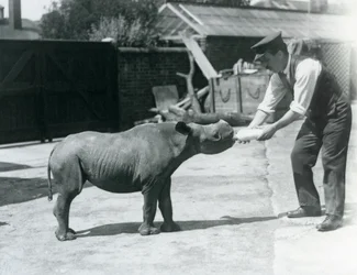 A Black Rhinoceros calf being bottle fed by its keeper, London Zoo, September 1928