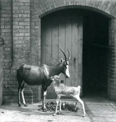A Blesbok Calf with Its Mother at London Zoo