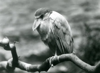 A Boat-billed Heron sitting on a branch at London Zoo, June 1924