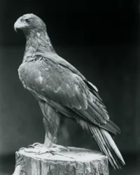 A Booted Eagle Standing on a Tree Stump at London Zoo (June 1926)