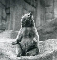 A Brown Bear Sitting Up on a Rocky Ledge at London Zoo in September 1927