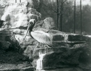 A Brown Pelican Standing on Rocks at London Zoo (June 1927)