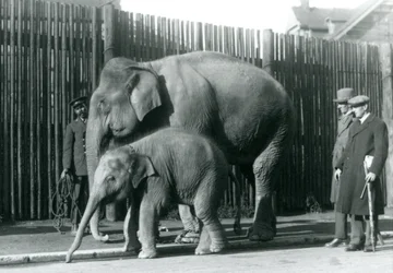 A Burmese Elephant and Her Calf Being Taken for a Walk by Their Keeper, While Two Other Men Look On