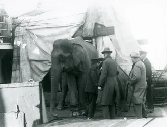 A Burmese Elephant Sheltered Partly Under a Tarpaulin on Deck, with a Trainer and Four Other Men, Travelling to London Zoo in 1927