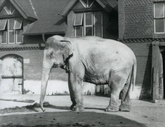 A Burmese Elephant Standing Outside the Elephant House, London Zoo