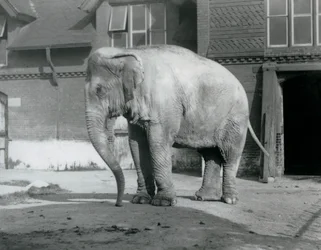 A Burmese Elephant standing outside the Elephant House at London Zoo in 1929