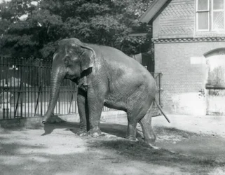 A Burmese Elephant Stepping Out of a Pool in Its Enclosure, London Zoo