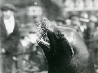 A California Sea Lion at London Zoo, October 1924