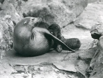 A California Sea Lion nursing her one hour old pup, London Zoo, July 1925