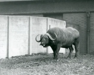A Cape/African Buffalo bull standing on bare earth, next to the concrete wall of its enclosure at London Zoo in 1928