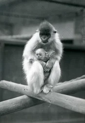 A Capped Langur Holding Baby While Sitting on a Beam, London Zoo, 6th October 1913