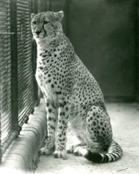 A Cheetah Sitting in Its Enclosure at London Zoo, October 1924