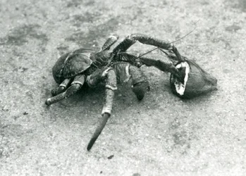 A Coconut Crab Feeding on Coconut, London Zoo, July 1927