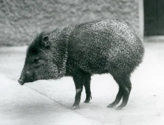 A Collared Peccary at London Zoo