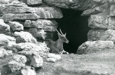 A Common Eland Resting in the Entrance of His Shelter Amongst the Rocks in the Eland/Antelope Paddock, London Zoo in 1929