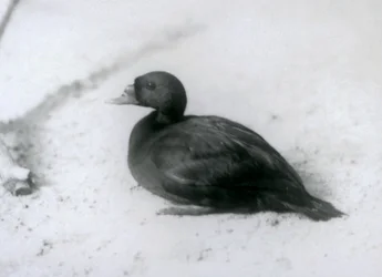 Common Scoter at London Zoo in 1925