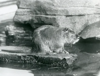 A Coypu Sitting on a Rocky Ledge in a Pool in Its Enclosure at London Zoo, February 1928