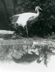 A Demoiselle Crane standing, on one leg, with its mirror-like reflection in the pool below, London Zoo
