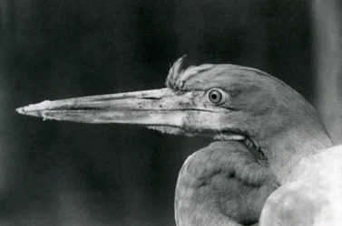 A Goliath Heron at London Zoo in 1924