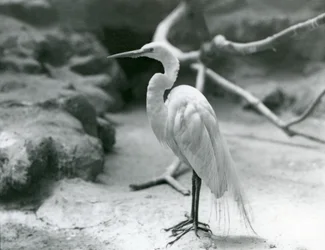 A Great Common Egret or Great White Heron in breeding plumage, standing on the floor of its enclosure at London Zoo in June 1928