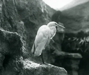 A Great Common Egret or Great White Heron Standing on a Rock at London Zoo