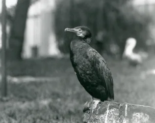 A Great Cormorant at London Zoo
