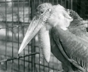 A Greater Adjutant Stork at London Zoo in July 1925