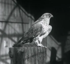 A Gyrfalcon resting on a log, London Zoo, December 1925