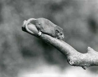 A Hazel Dormouse on a branch, London Zoo