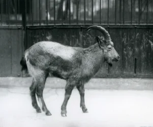 A Himalayan Ibex standing at London Zoo
