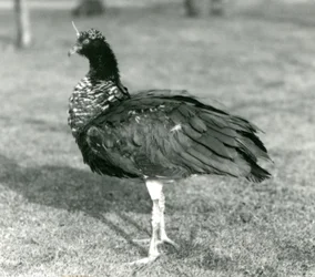 A Horned Screamer Standing on Grass at London Zoo