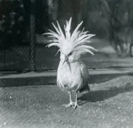 A Kagu or Cagu displaying its crest feathers at London Zoo, June 1921