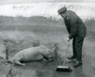 A Keeper Sweeps the Walrus Pool, London Zoo, August 1924