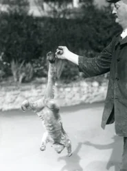 Kinkajou Suspended Upside Down, from a Keeper