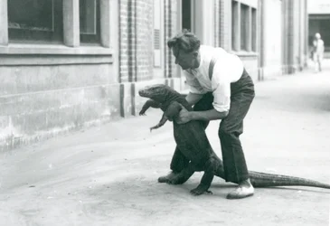 A Komodo Dragon being held up onto its back legs, by a keeper at London Zoo in August 1928