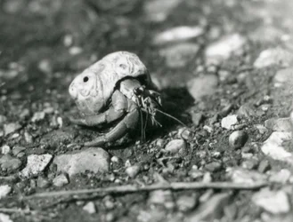 A Land Hermit Crab, London Zoo