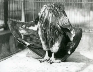 A Lappet-faced Vulture Standing on the Floor of Its Enclosure, Preening Its Wing Feathers, London Zoo